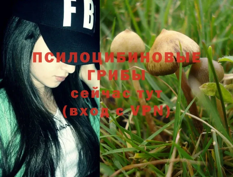 omg вход  где продают   Вилюйск  Псилоцибиновые грибы MAGIC MUSHROOMS 